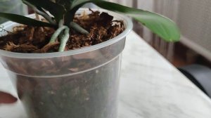 Первое цветение орхидеи фаленопсис I-Hsin Yellow Leopard / Желтый Леопард 💛🐆 #орхидеифаленопсис