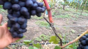 Виноград - Посланник.