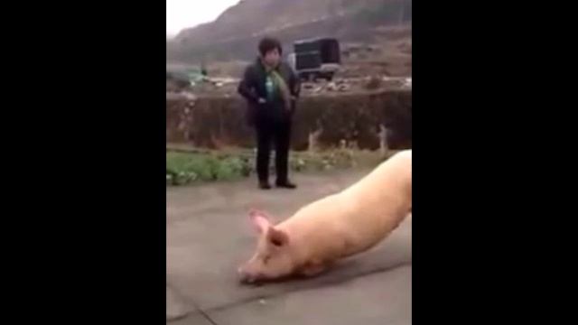 Свинья пришла молиться к храму смотреть онлайн