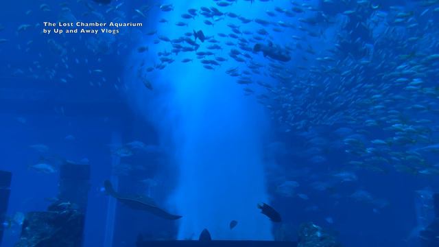 The Lost Chamber Aquarium | Atlantis the Palm #aquarium смотреть онлайн