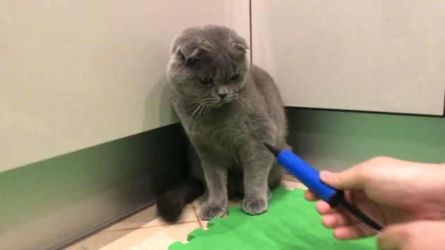 Кот и насос. Кот Космос провинился смотреть онлайн
