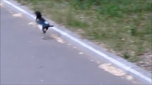 прикольный птенец сороки смотреть онлайн