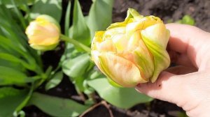 У ТЮЛЬПАНОВ ОДНИ ЛИСТЬЯ .ПОЧЕМУ НЕТ ЦВЕТЕНИЯ. НАХОДИМ ПРИЧИНЫ.