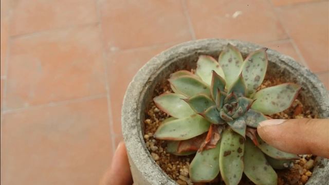 || DON’T EXPOSE YOUR SUCCULENTS TO DIRECT SUN WITHOUT ACCLIMATING || смотреть онлайн