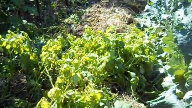 Картофель под соломой. 2014 г. смотреть онлайн