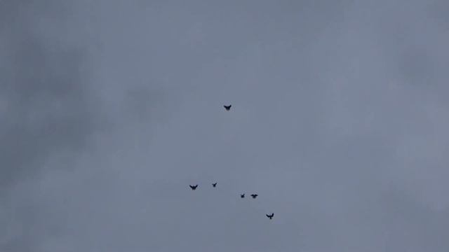 Голуби Лесенкой! смотреть онлайн