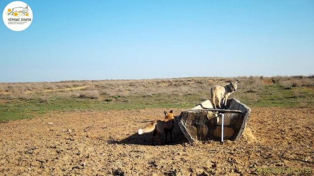 Приоткрывая заповедные двери… Как лиса и волк воду делили смотреть онлайн