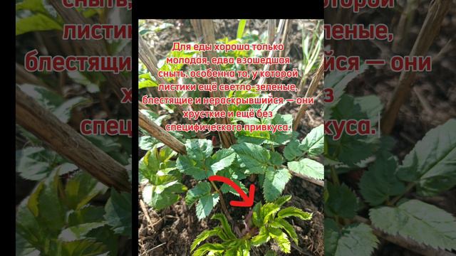 Бесплатная ПОЛЬЗА под ногами