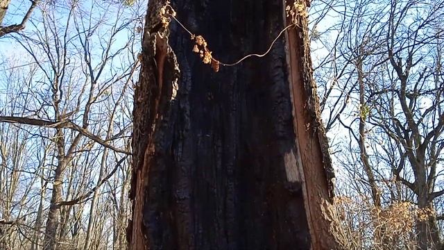 Дерево после удара молнии смотреть онлайн