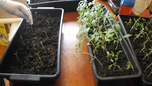 Подсыпаем землю и подкармливаем рассаду смотреть онлайн