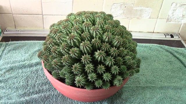 Cacti and Succulents in collection смотреть онлайн
