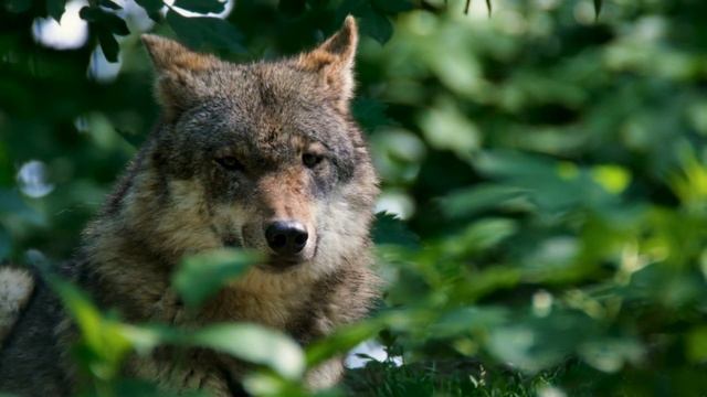 дикая природа и красивая музыка для души смотреть онлайн