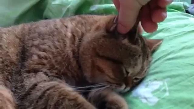 Кошка. Фаза сна для мучений смотреть онлайн