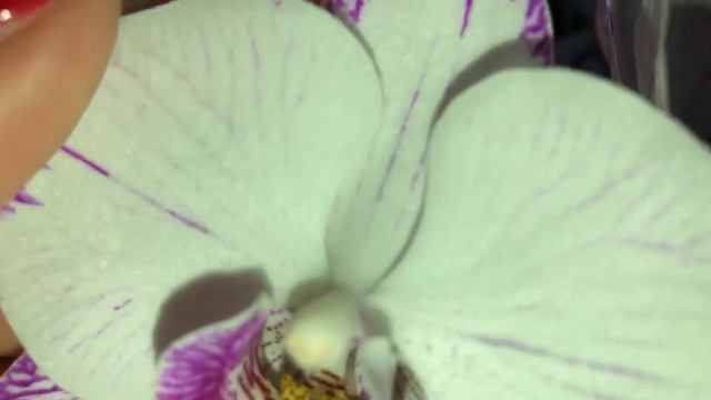 Орхидеи. Первое цветение подростков 1.7 Попугая и Леванте смотреть онлайн