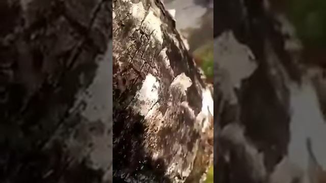 Грибные хиты