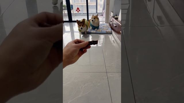 Suddenly he woke up. Daily record of cute pets. The joy of raising a dog. Who doesn’t have a cute l смотреть онлайн