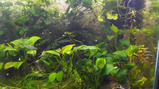Малявочник гурами медовых и карликовых смотреть онлайн