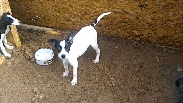 приют Чип 27 февраля смотреть онлайн