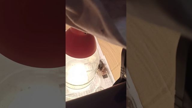 Смотрите что у меня есть ?#днепр #украина #куры #дача #дача смотреть онлайн