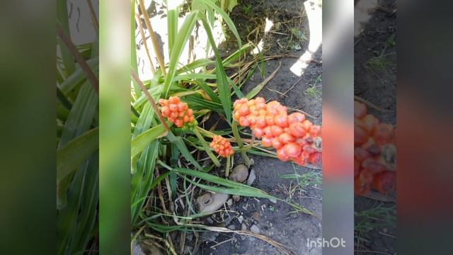 аронник итальянский, плодоношение смотреть онлайн