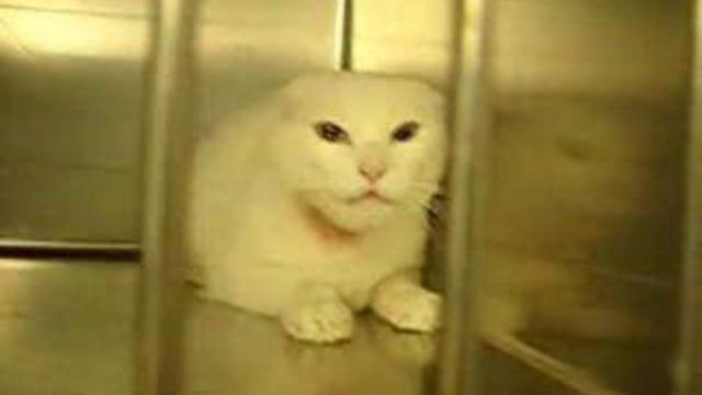 Добрый кот смотреть онлайн
