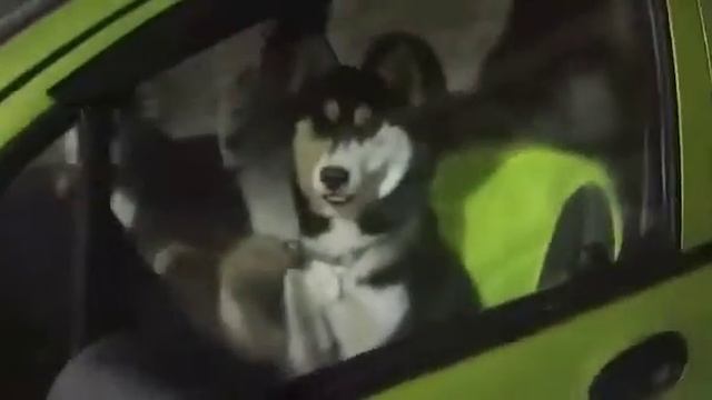 Хаски Айвари, Вигдис, Вега смотреть онлайн