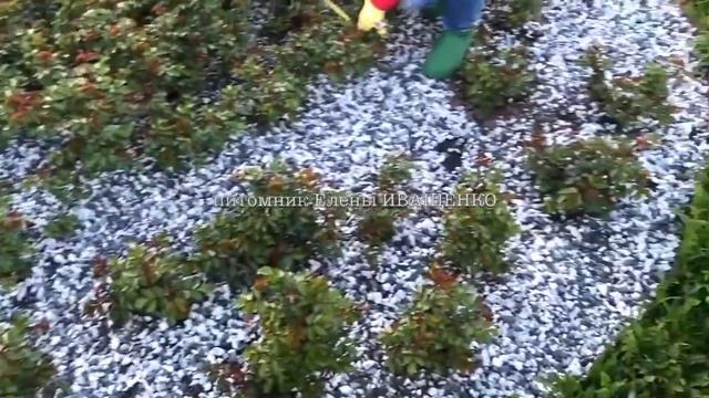 СУПЕР ГРАНД АМОРЕ / ГРУППОВАЯ ПОСАДКА И ПОДКОРМКА РОЗ смотреть онлайн