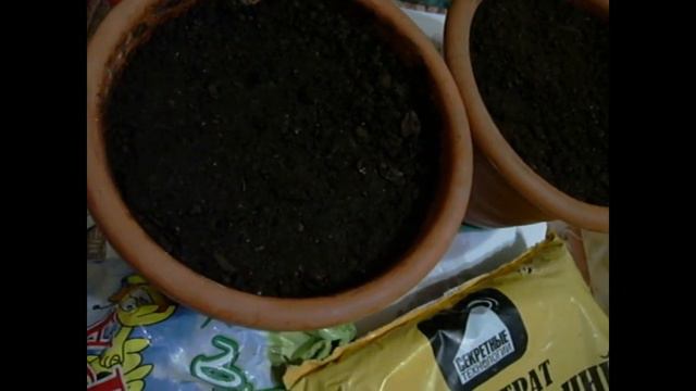 Выращивание огурцов на подоконнике смотреть онлайн