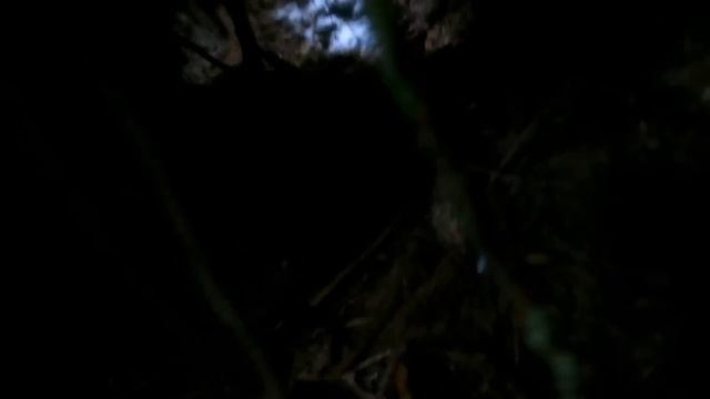 Заглянем в берлогу? | Истории о встречах с медведем и волком - ЛОГОВО ЗВЕРЯ - LAIR OF THE BEAST смотреть онлайн