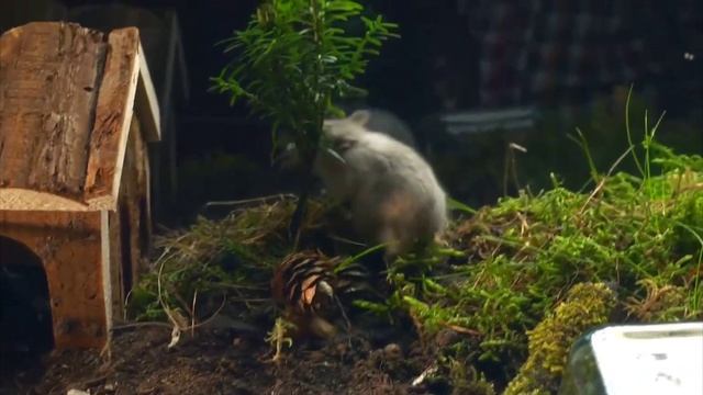 убили игаляя ааааа я дед инсайд 1000-7 смотреть онлайн