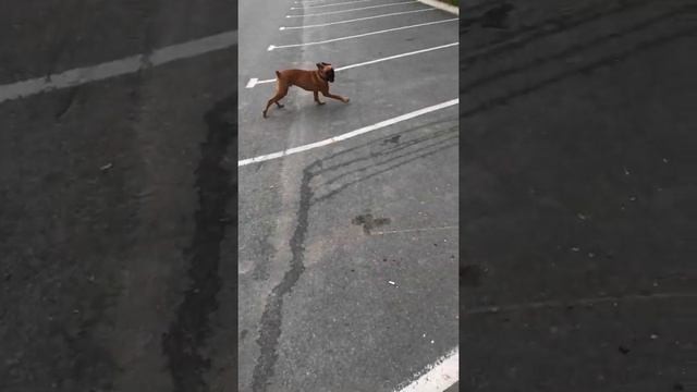 Ричи боксёр «6 месяцев» приобрёл собаку) смотреть онлайн