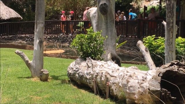 Gibbon Running Around - Very Funny - Palmitos Park July 2018 смотреть онлайн