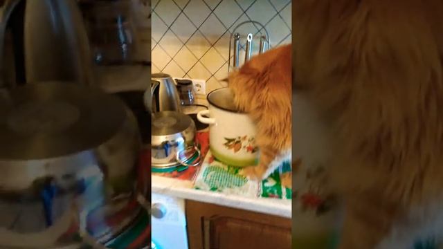 У мейн-куна Арчибальда новая миска. Maine Coon Archibald has a new bowl смотреть онлайн