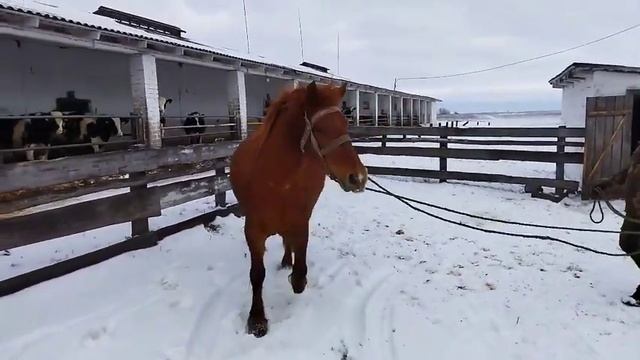 ЛОШАДИ/ КОБЫЛА ЛУЛУ БЕЛОРУССКАЯ УПРЯЖНАЯ смотреть онлайн