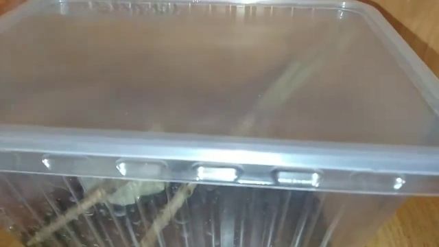 Мои новые экзотические животные- палочники !!!! смотреть онлайн