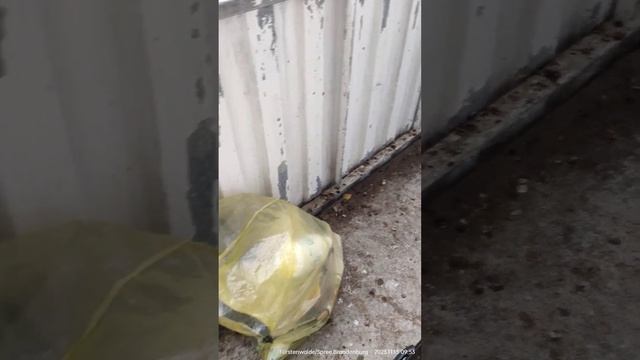 голуби снова загадили наш балкон :( упрямо лезут толпами к нам. могу продать! самовывоз!