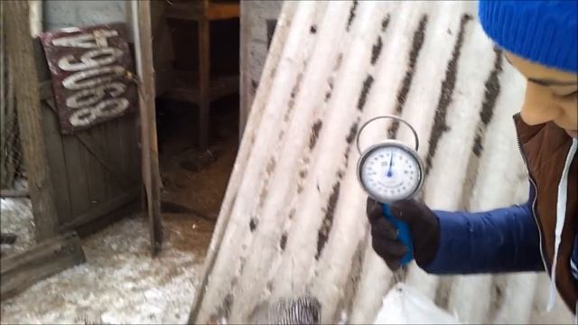 Породы кур. Плимутрок полосатый. Признаки породы. смотреть онлайн