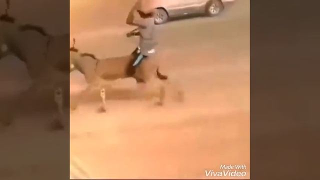 5 скаросной ишак смотреть онлайн