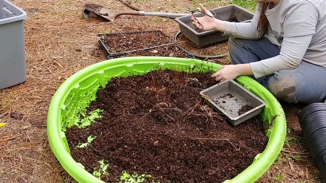 Red Maple(Acer rubrum) Bonsai Seedling Workshop смотреть онлайн