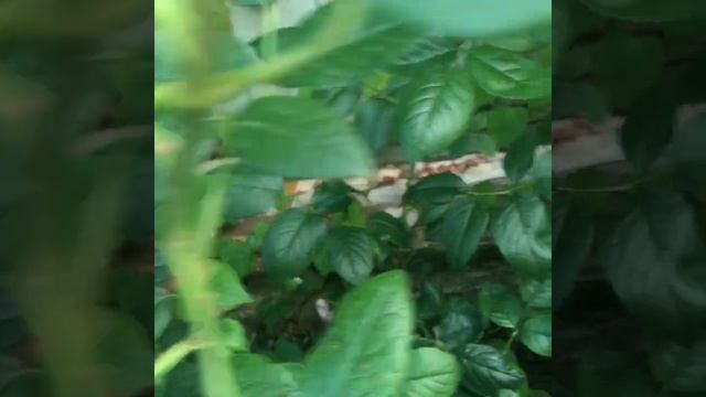 Роза Schone Maid. Июнь 2023г смотреть онлайн