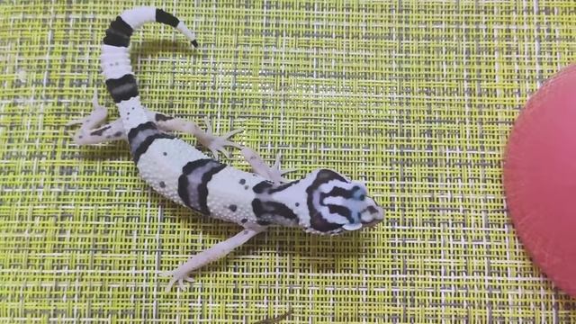 Малыши иранских эублефаров смотреть онлайн