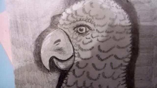 Арт искусство карандаш мой рисунок . Бюст попугая . музыкальный ролик . смотреть онлайн