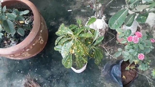 My Plant Shopping for today | Sheetal Garden смотреть онлайн
