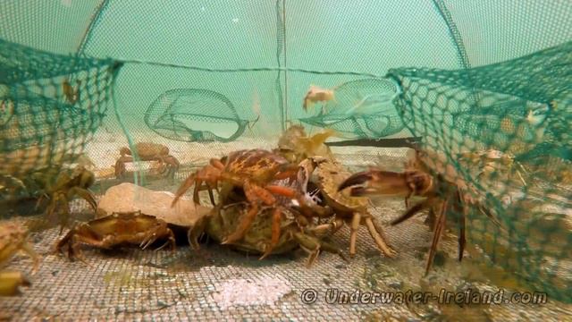 Crabbing With 6 Holes Crab Trap & Irish Rashers In Atlantic Ocean. Ловля крабов на ирландский бекон