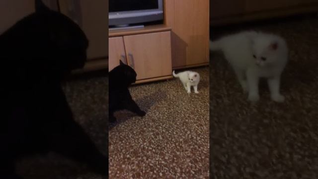 Знакомство взрослого кота с котёнком смотреть онлайн