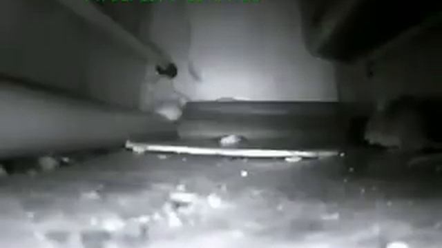 мышь и клей от мышей. смотреть онлайн