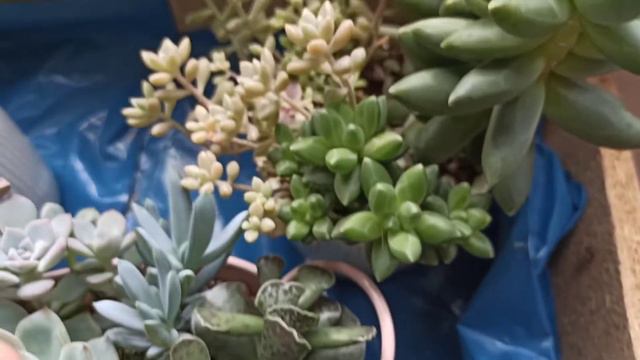 Провал эксперимента с опылением. Жить или не жить,вот в чем вопрос. Обзор суккулентов и кактусов. смотреть онлайн