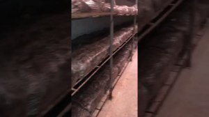 Компост для выращивания шампиньонов