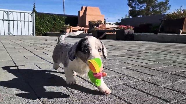 щенок вельш корги кардиган. смотреть онлайн