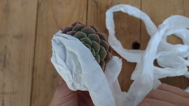 SUCULENTAS NOVAS Que Eu Comprei Pela INTERNET